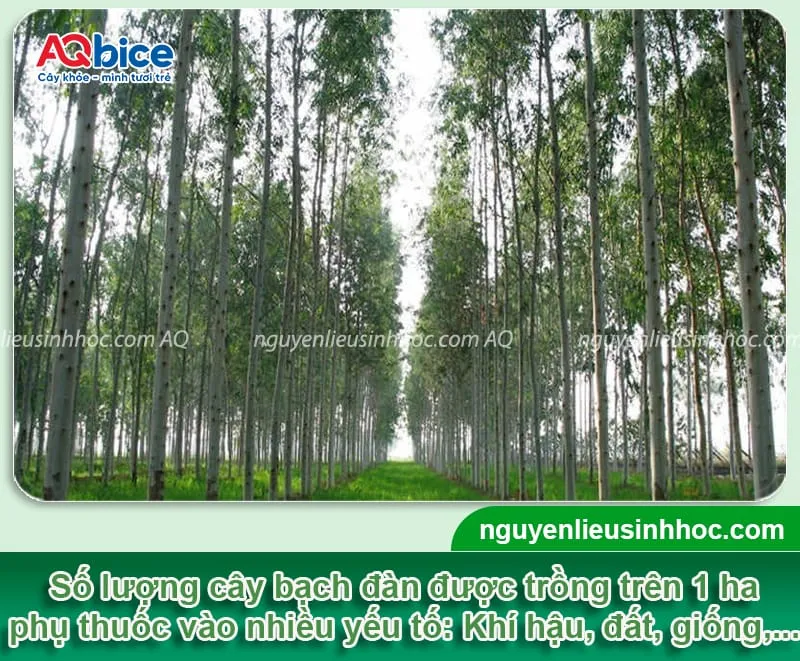 Mô tả kỹ thuật xác định khoảng cách trồng cây bạch đàn dựa trên điều kiện đất đai