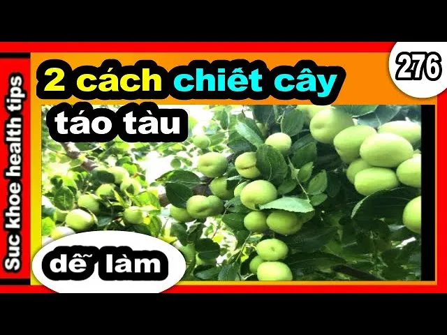 Mô tả kỹ thuật xử lý hạt giống và gieo trồng cây đậu săng hiệu quả, tối ưu hóa tỷ lệ nảy mầm
