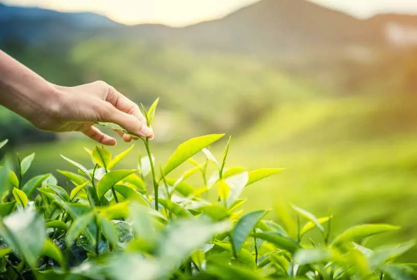 Mô tả quy trình chăm sóc cây chè xanh toàn diện từ khâu bón phân đến kiểm soát sâu bệnh