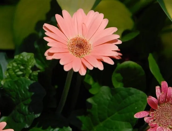 mọi người tin rằng vào ngày Tết nếu có một chậu hoa đồng tiền trong nhà sẽ giúp gia chủ làm ăn phát đạt, gặp nhiều thành công