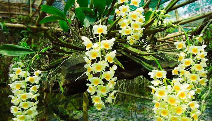 Cách Chăm Phong Lan Nở Hoa Chuẩn Chuyên Gia Kích Đúng Dịp Tết Nguyên Đán