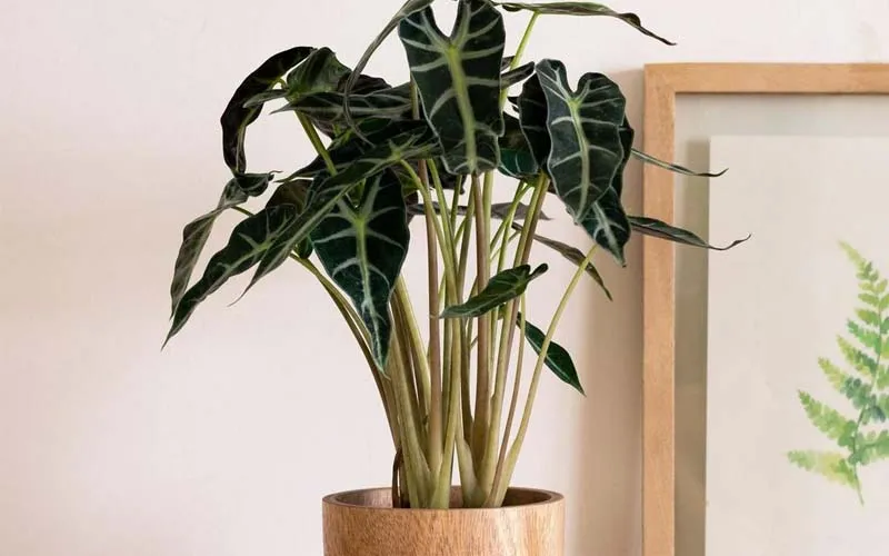 Môn Quan Âm mang lại may mắn và tài lộc