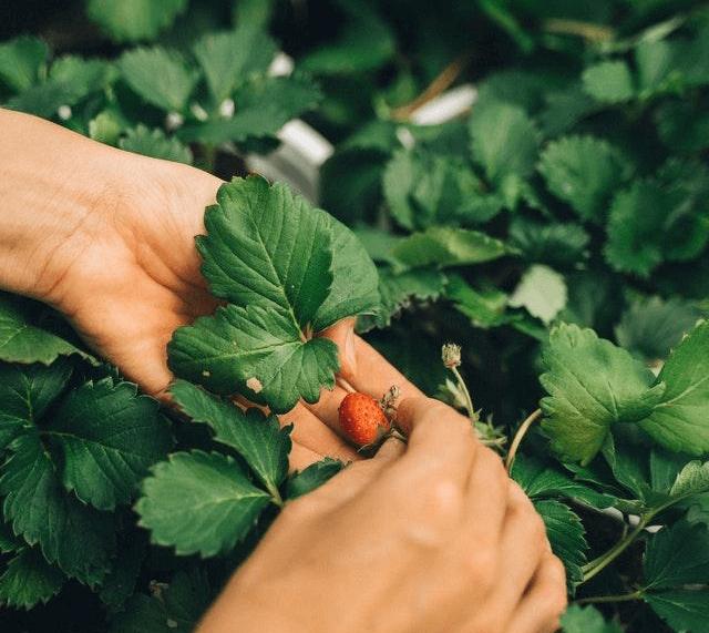 Cách Trồng Cây Húng Quế Hiệu Quả Đạt Năng Suất Cao Nhất