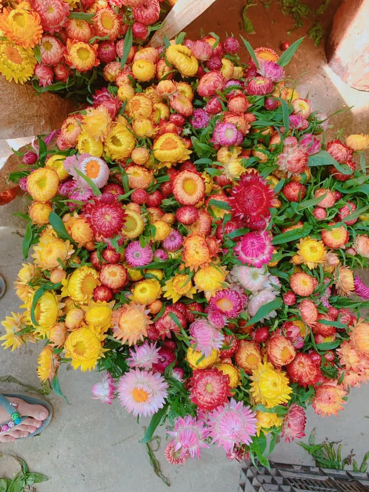 Một bó hoa cúc bất tử nhiều màu sắc đang được bó lại để chuẩn bị sấy khô và bảo quản