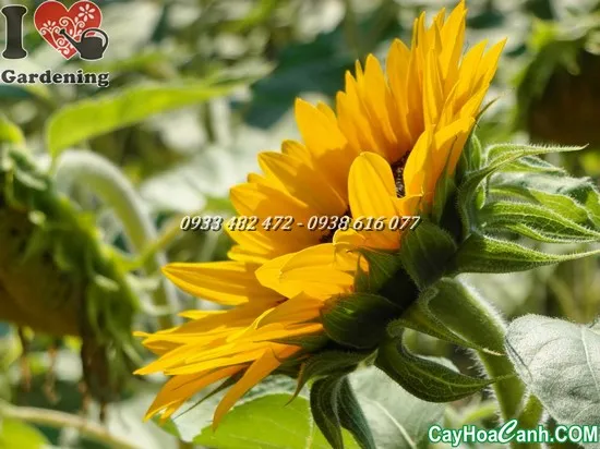 Một bông hoa hướng dương lớn đã tàn, chuẩn bị thu hoạch hạt