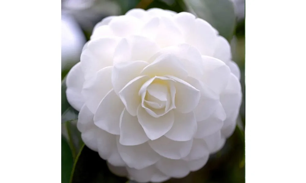 Một bông hoa trà màu trắng tinh khôi đang nở rộ trên cành, thể hiện vẻ đẹp thanh cao của loài hoa này