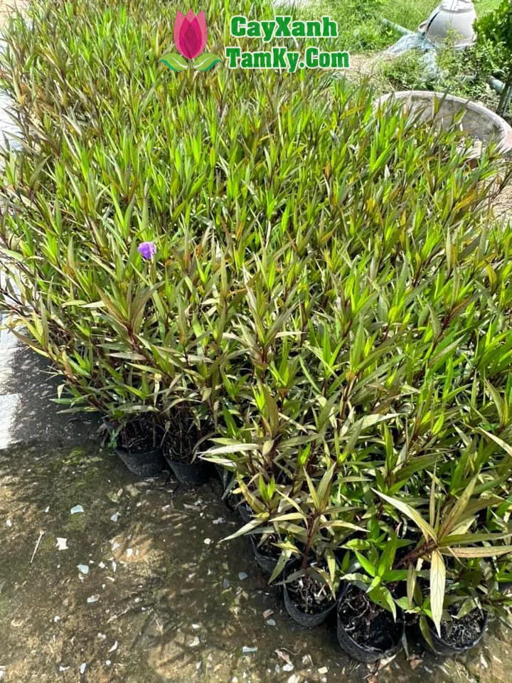 Một bụi Chiều Tím được chăm sóc kỹ lưỡng, thể hiện vẻ đẹp thanh thoát của hoa