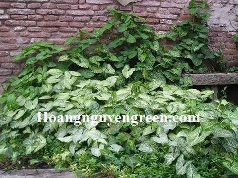 Một cành cây Tróc Bạc với rễ phát triển trong bình nước