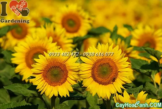 Một cánh đồng hoa hướng dương đang nở rộ dưới ánh nắng mặt trời