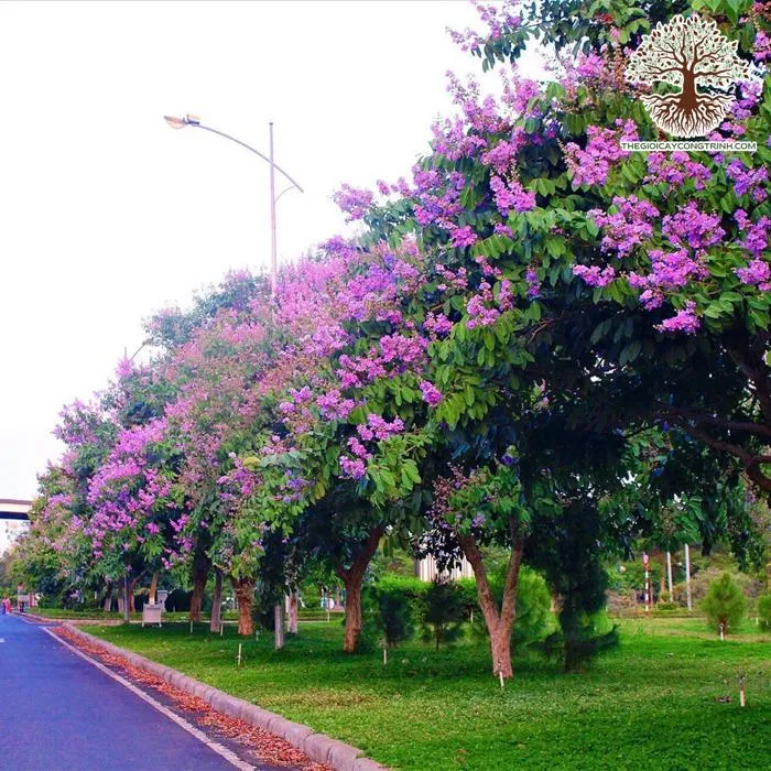 Một cây Bằng Lăng Tím đã được trồng ổn định, tạo bóng mát cho không gian