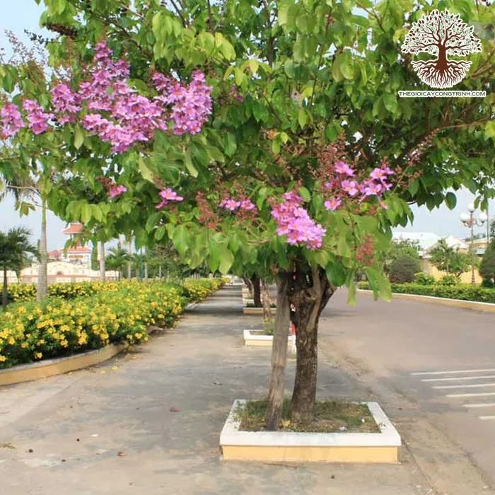 Một cây Bằng Lăng Tím đã trưởng thành, tán lá rộng, hoa tím nở rộ