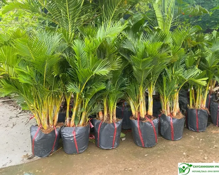 Một cây cau lụa trưởng thành có chiều cao 1m