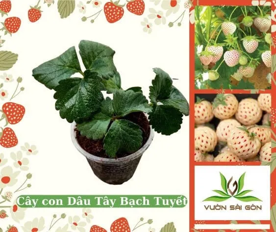 Một cây dâu tây con khỏe mạnh và xanh tốt được chọn để bắt đầu quá trình trồng mới