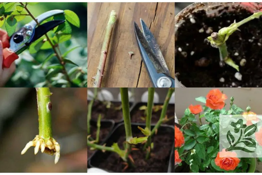 Một cây hoa hồng đã được tỉa gọn cành và chuẩn bị để trồng vào chậu đất