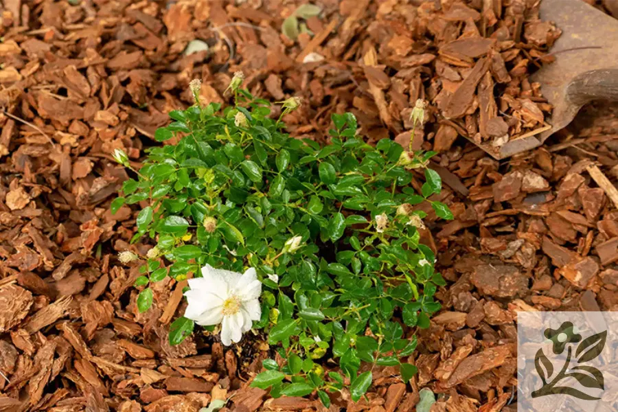 Một cây hoa hồng đã lớn đang được chăm sóc và theo dõi sự phát triển