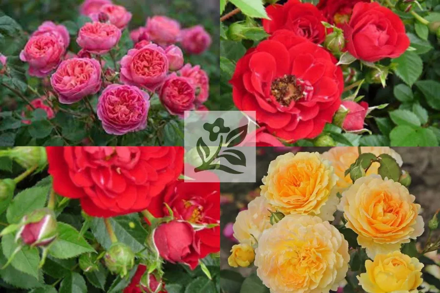 Một cây hoa hồng leo đang được trồng trong chậu và uốn cành trên giàn trên ban công