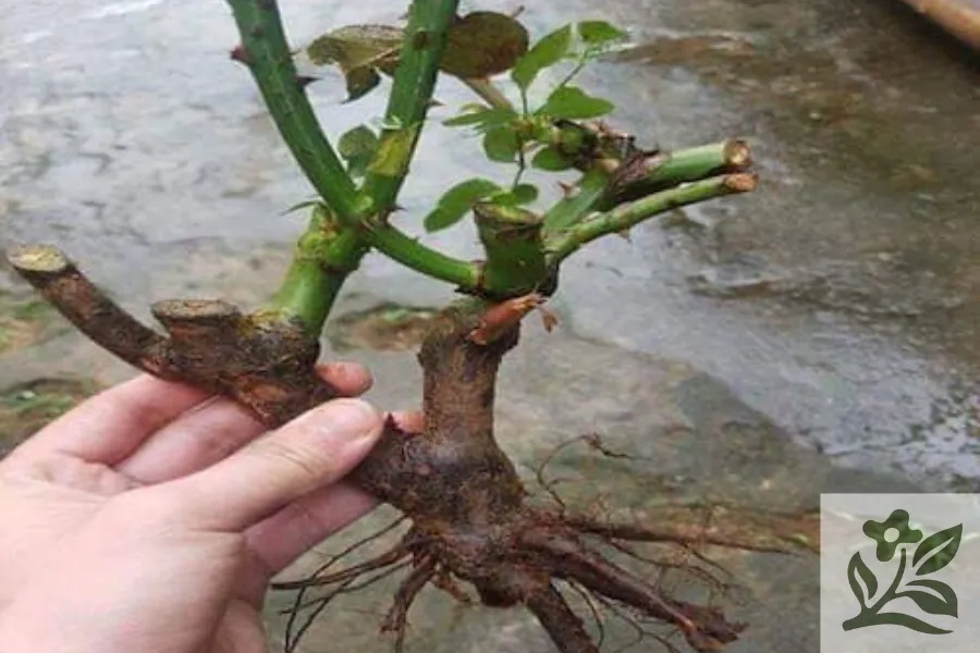 Một cây hoa hồng mới được trồng trong chậu, đang được cố định bằng cọc đỡ