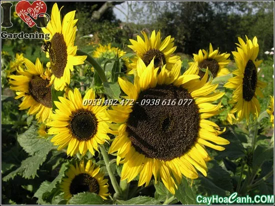 Một cây hoa hướng dương đang nở trong chậu, thân cây có cọc đỡ