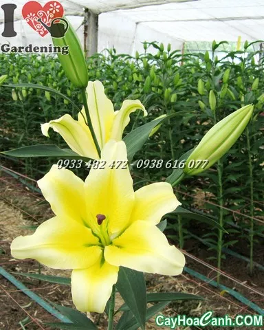 Một cây hoa ly đã ra nụ và chuẩn bị nở hoa