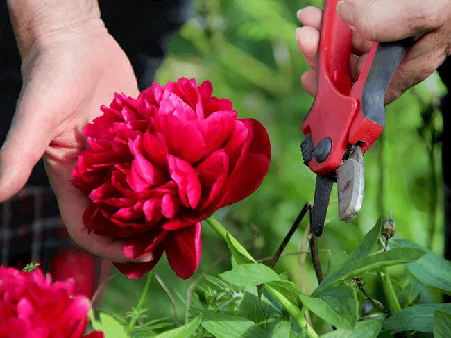 Một cây hoa mẫu đơn đang bị côn trùng gây hại tấn công, thể hiện sự cần thiết của các biện pháp phòng trừ sâu bệnh để bảo vệ sức khỏe cây