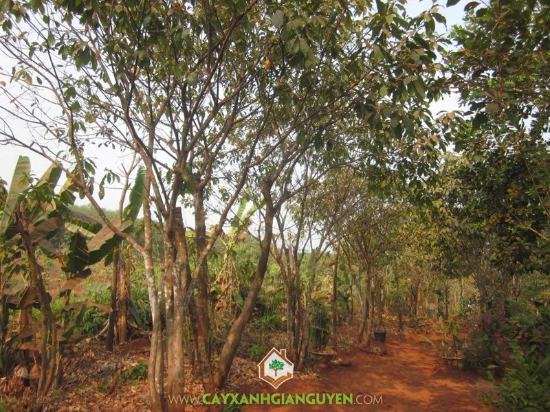 Một cây Lộc Vừng trưởng thành, tán lá xanh tốt, đang ra hoa rực rỡ