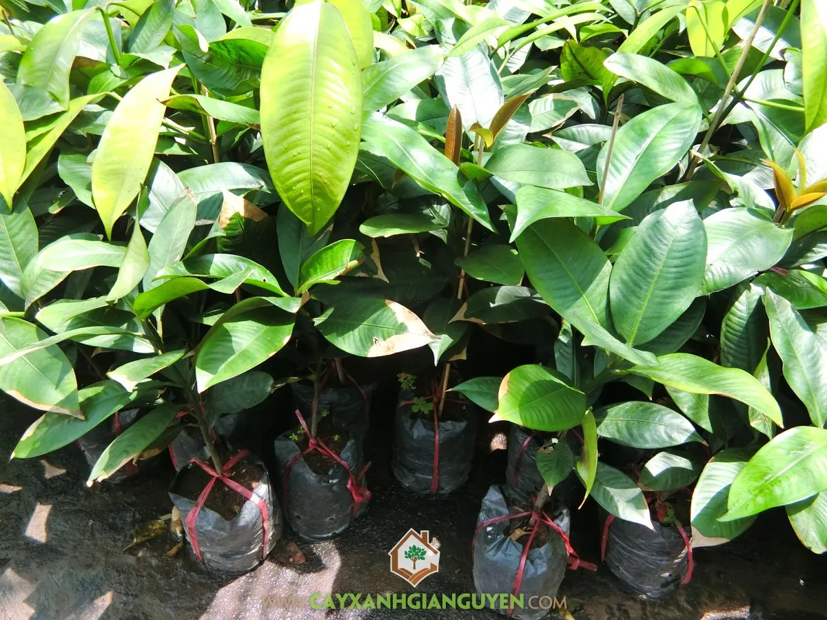 Một cây Măng Cụt đang ra hoa và kết trái non sum suê trong vườn, thể hiện sự chăm sóc đúng kỹ thuật