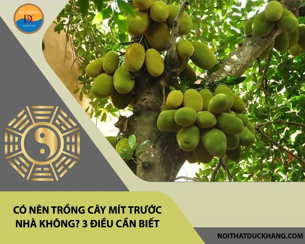 Một cây mít được trồng tại vị trí thích hợp, không che chắn cửa chính và đủ xa móng nhà.