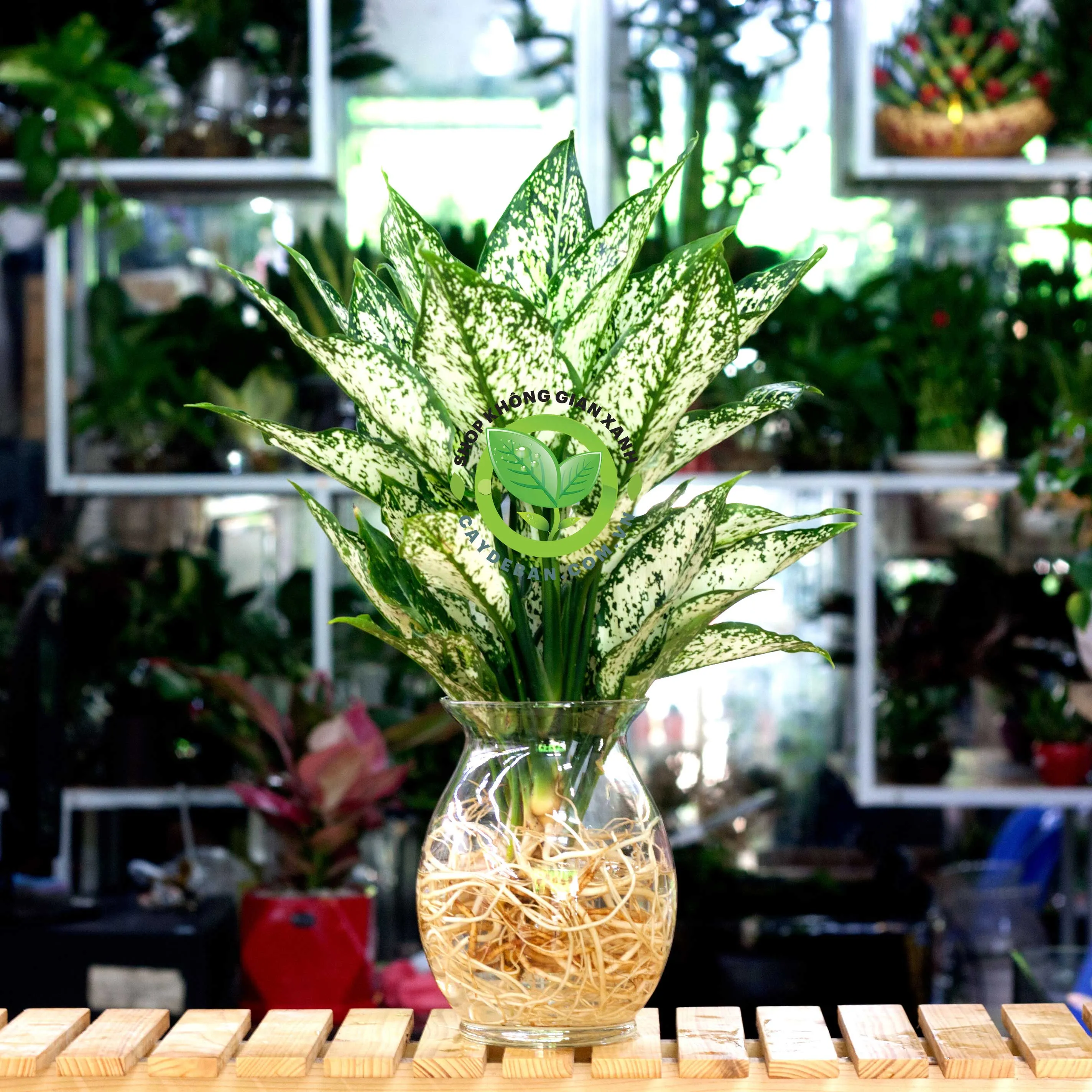 Một cây Ngọc Ngân trồng thủy canh với bộ rễ trắng khỏe mạnh trong bình thủy tinh