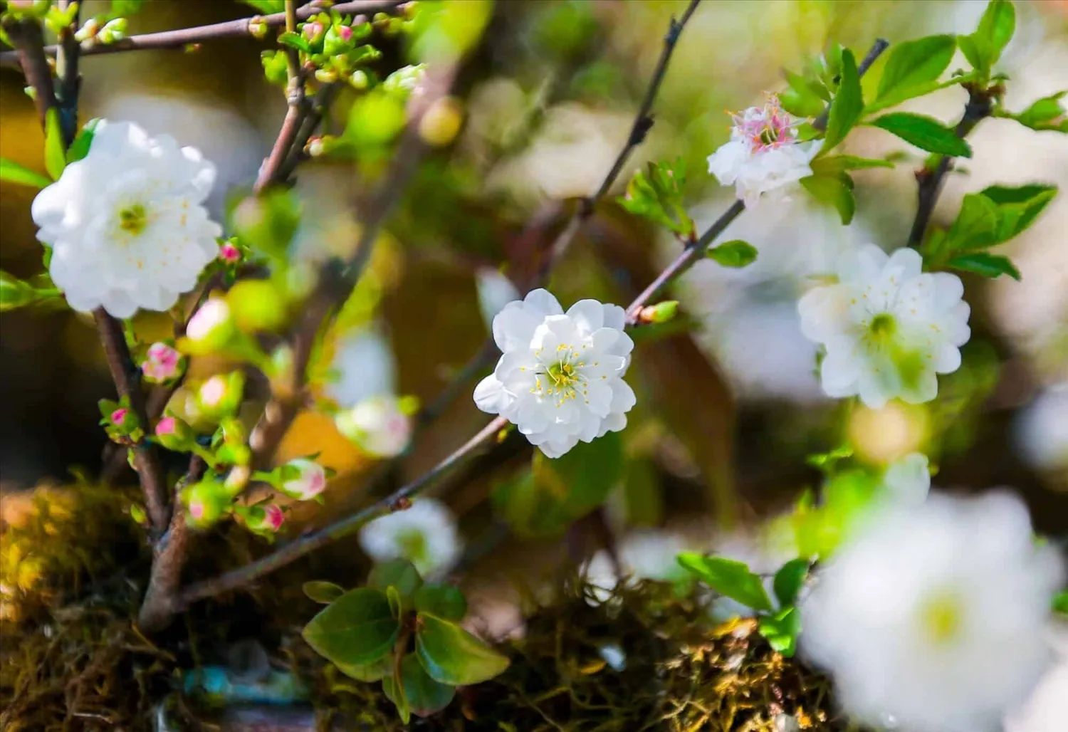 Một cây Nhất Chi Mai bonsai đang được chăm sóc cẩn thận, cho thấy sự chú trọng vào việc bảo vệ thân cây khỏi nấm bệnh và chảy nhựa