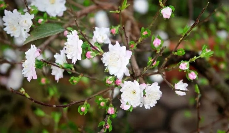 Một cây Nhất Chi Mai đang ra hoa với những cánh hoa trắng tinh khôi và cành cây được tạo dáng nghệ thuật