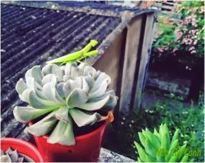 Một cây sen đá hoa cúc với lá đã được phủ lớp phấn mỏng, đặc trưng của loài mọng nước