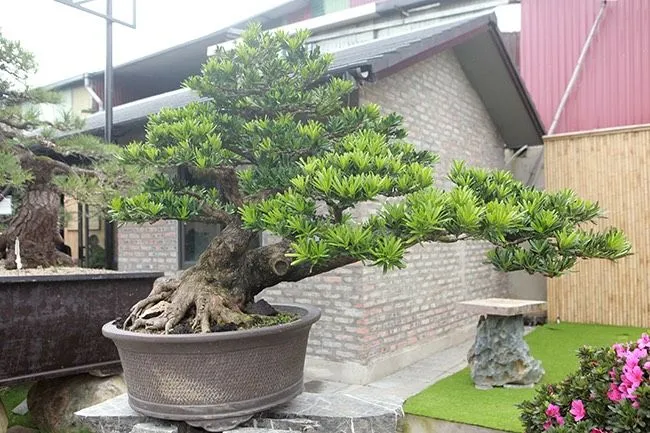Một cây tùng bonsai dáng trực đứng uy nghi tại sân vườn biệt thự