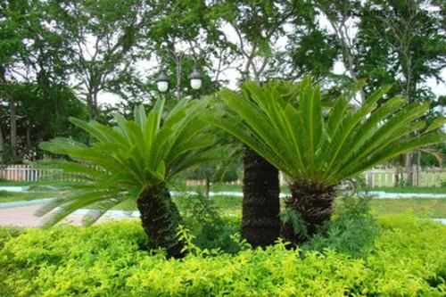 Một cây vạn tuế trưởng thành với tán lá xanh cứng cáp và thân cây trụ tròn, minh họa cách chăm sóc cây vạn tuế