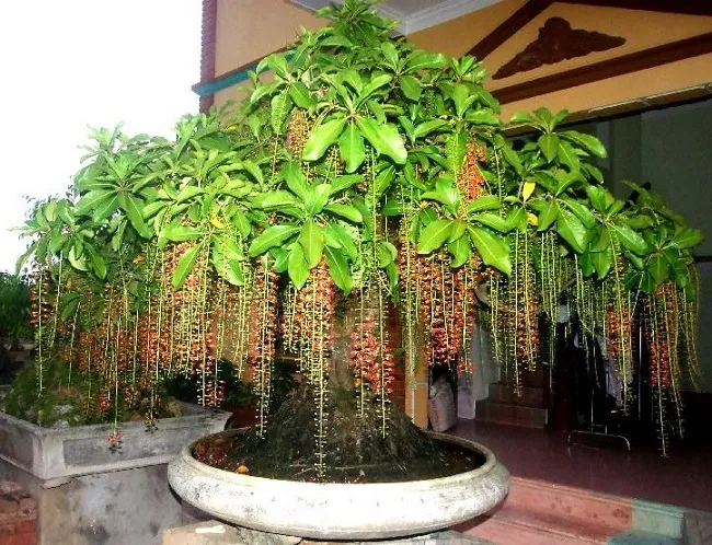 Một cây xanh trước nhà đang che ánh sáng, tượng trưng cho sự bế khí