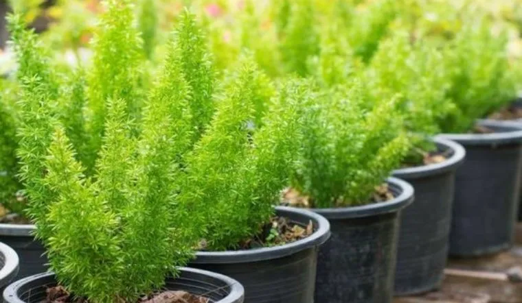 Một chậu cây đuôi chồn nhỏ xinh xắn, thích hợp để trang trí bàn làm việc