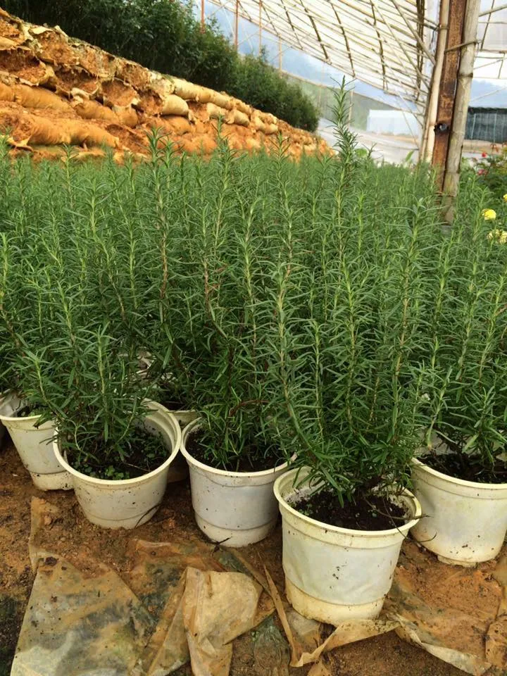 Một chậu cây hương thảo được chăm sóc tốt, đặt trên bệ cửa sổ nhận đủ ánh sáng mặt trời, thể hiện sự sống động và khỏe mạnh