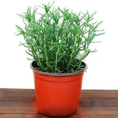 Một chậu cây hương thảo tươi tốt đặt gần bệ cửa sổ nhận ánh sáng mặt trời