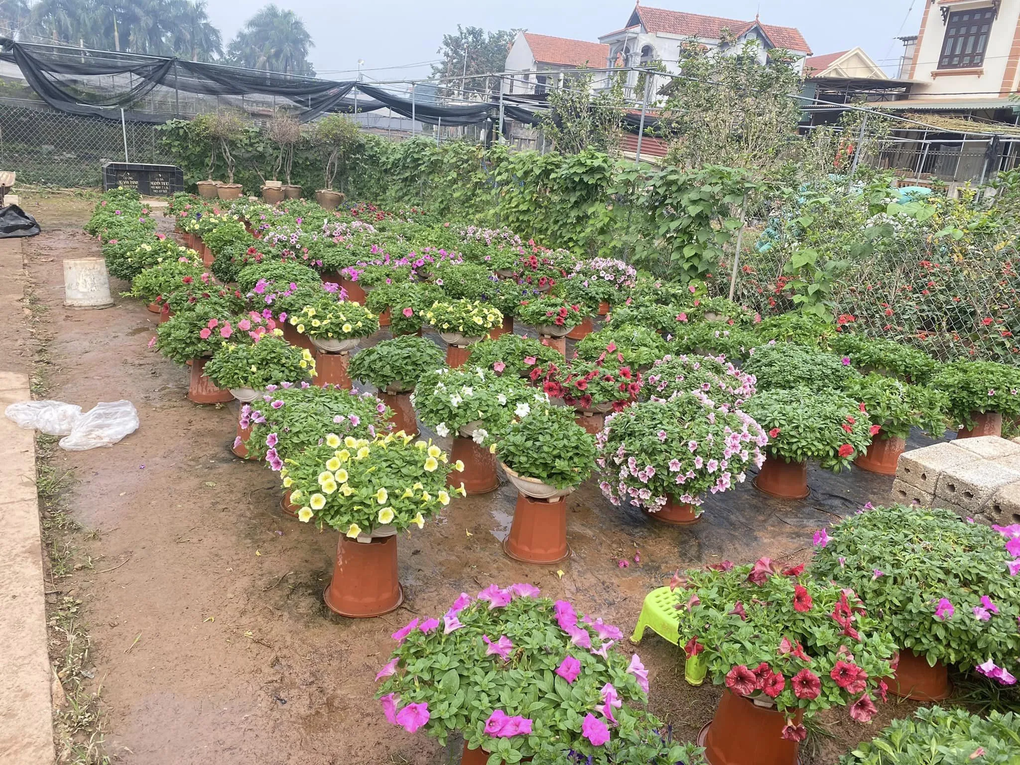 Một chậu hoa dạ yến thảo màu hồng đậm rực rỡ, thích hợp làm quà tặng ý nghĩa