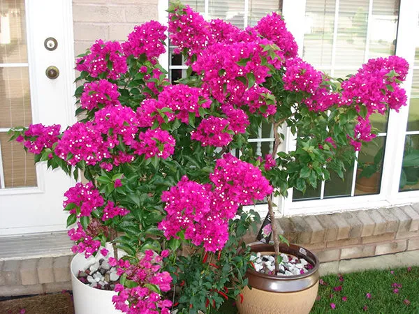 Một chậu hoa giấy nhỏ mới trồng, áp dụng cách trồng và chăm sóc hoa giấy trong chậu