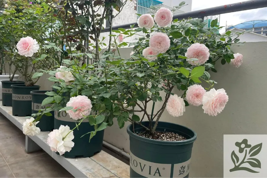 Một chậu hoa hồng nhỏ đang được trồng trong chậu có kích thước phù hợp