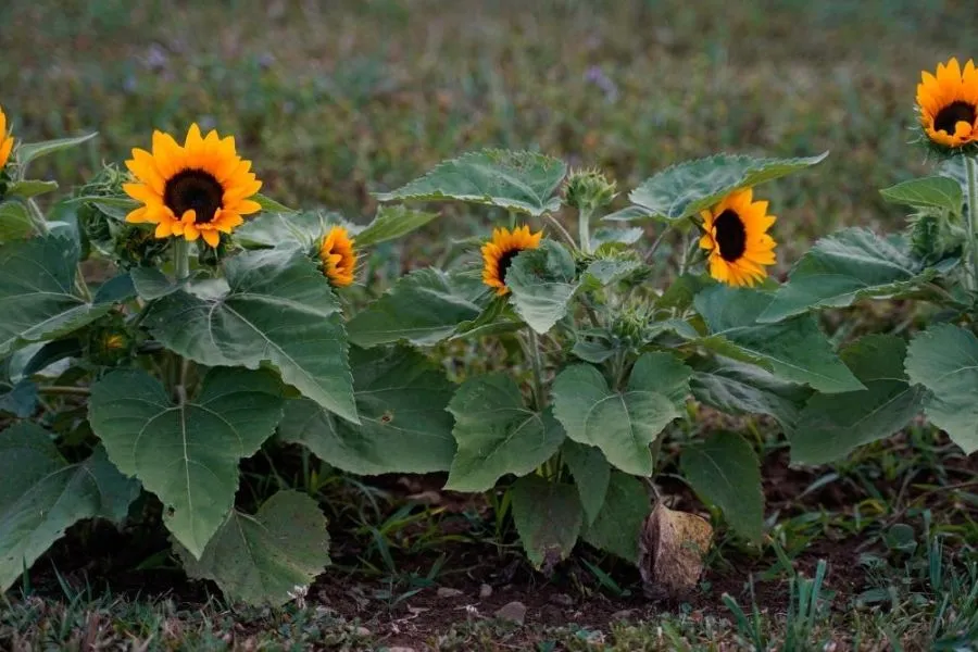 Một chậu hoa hướng dương lùn thích hợp trồng trong nhà