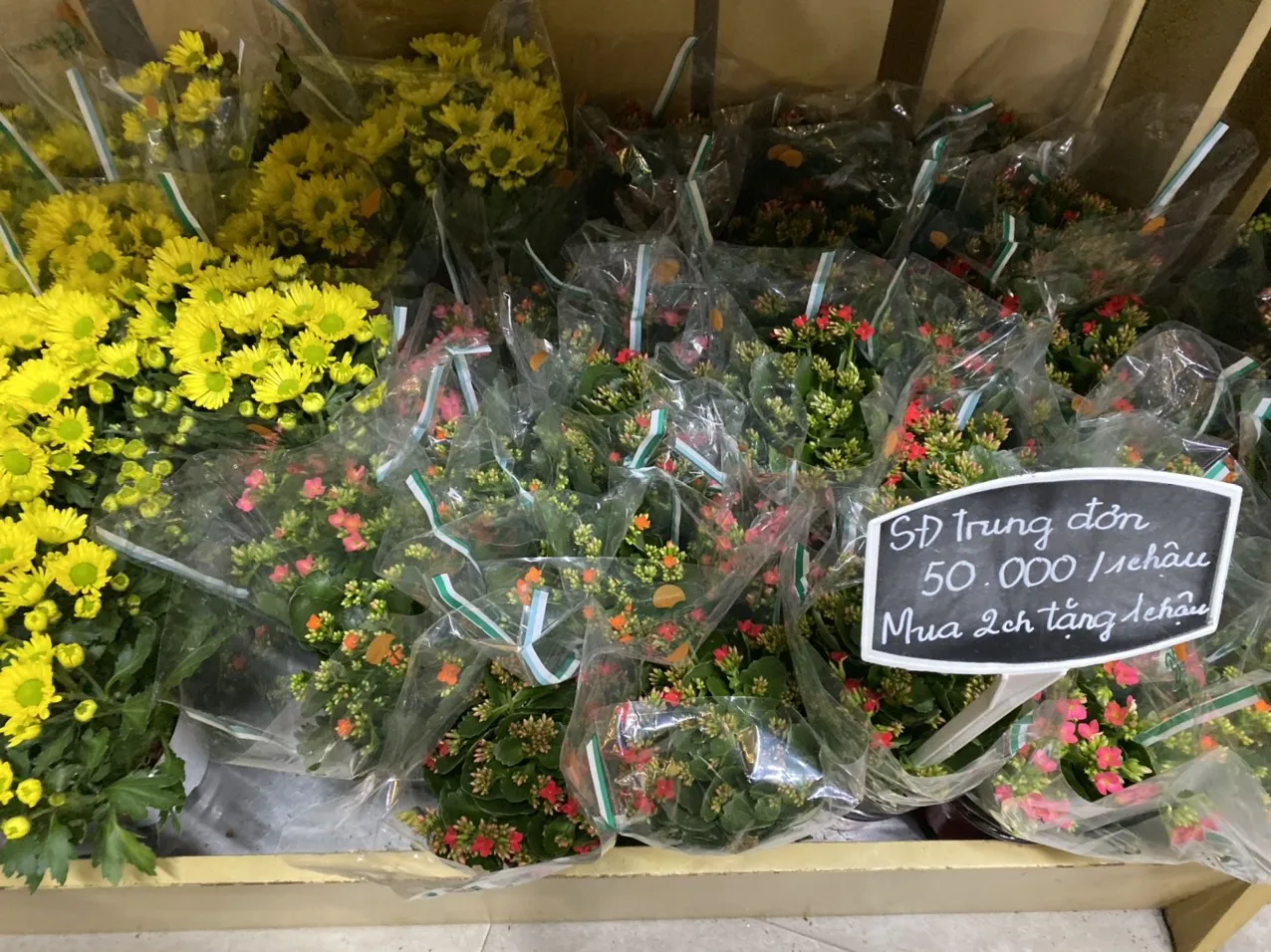 Một chậu hoa sống đời màu cam rực rỡ, biểu tượng cho tình yêu bất diệt