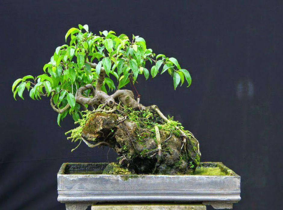 Một chậu Sanh bonsai nghệ thuật với tán lá được tạo hình tỉ mỉ.