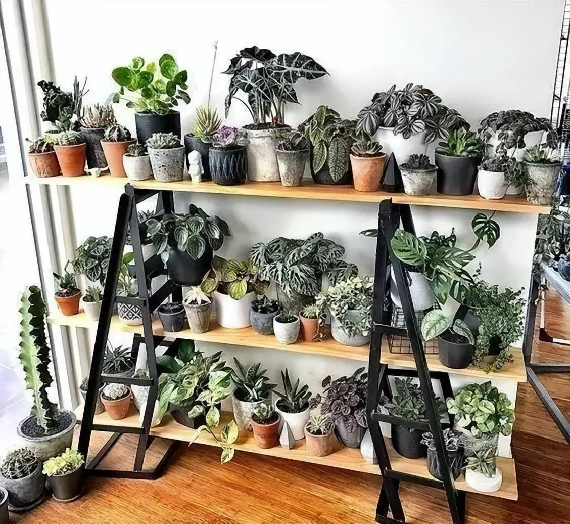 Một chiếc kệ gỗ mộc mạc được sắp xếp với nhiều chậu cây cảnh đa dạng, thể hiện tính sáng tạo khi trồng cây.