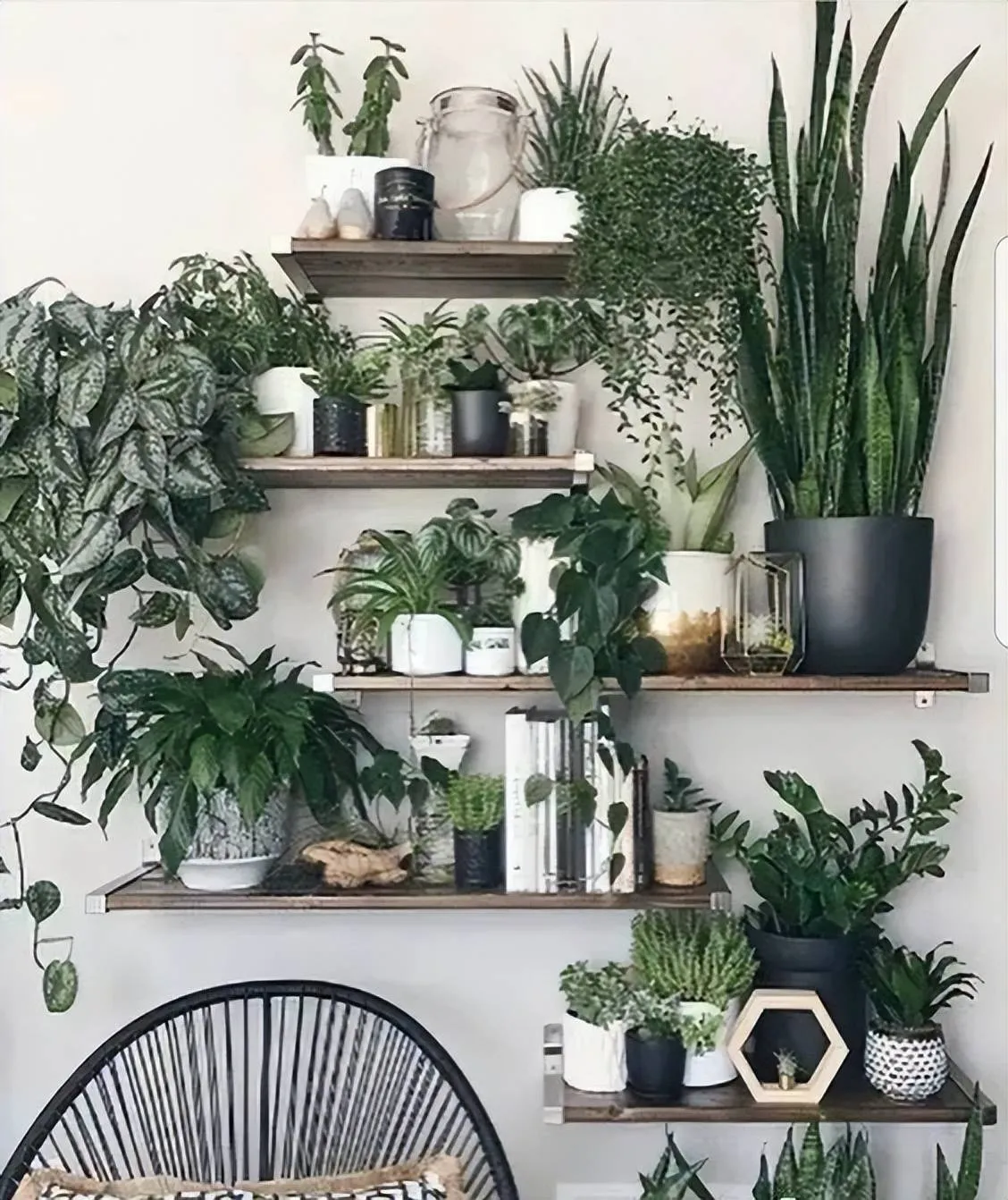 Một giá đỡ cây cảnh đặt ngay phía sau khu vực ghế thư giãn, tạo điểm nhấn xanh mát.