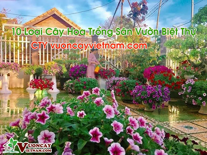 Một góc khu vườn với nhiều loại cây hoa được trồng trong chậu, biểu thị sự đa dạng trong cách trồng lan hồ điệp cây con