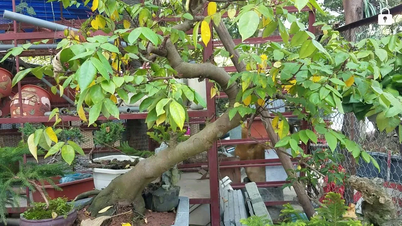 Một góc vườn ươm cây khế cổ thụ với nhiều kích cỡ khác nhau, sẵn sàng cho việc chuyển bầu