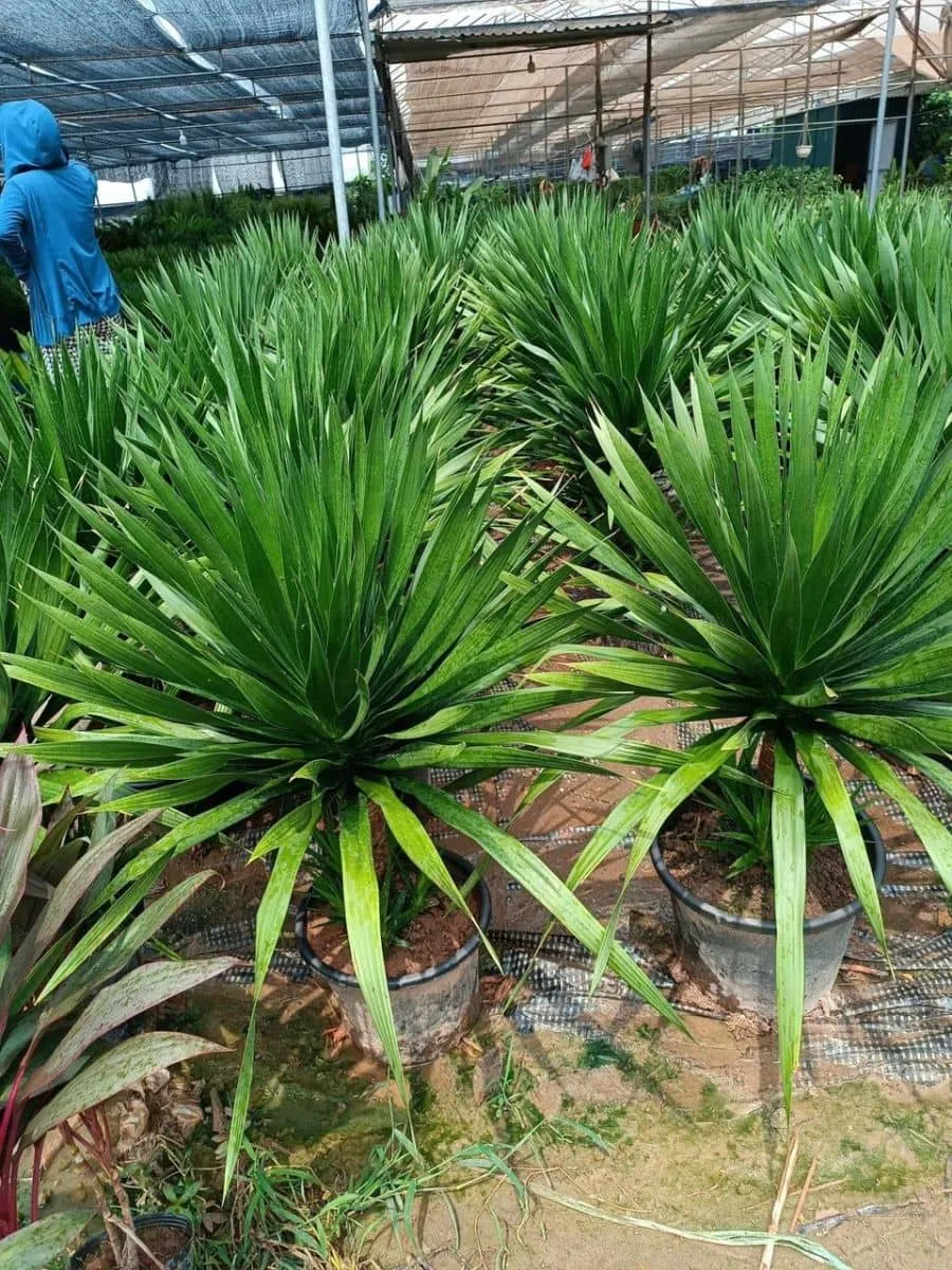 Một góc vườn ươm cây Phát Tài Núi, nơi các cây giống được chăm sóc cẩn thận trước khi đến tay khách hàng