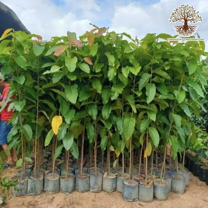 Một lô cây Bằng Lăng Tím giống chất lượng đang được chăm sóc tại vườn ươm