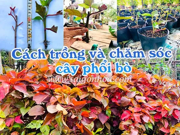 Một mảng lá cây Gòn với sắc lá đặc trưng